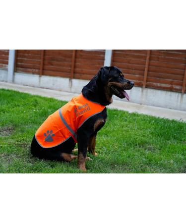 4Legriend Dogs Security Vest - High Visibility Blaze Orange (Large) for Outdoor Safety | 5 Sizes Available - Protect Your Dog Day and Night - Buy Online on SooperMarket.com