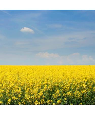 Sinapis Alba Yellow Mustard Herb Garden Seeds - 5000 Seeds for Culinary Spice & Flavoring - Buy Online on SooperMarket.com