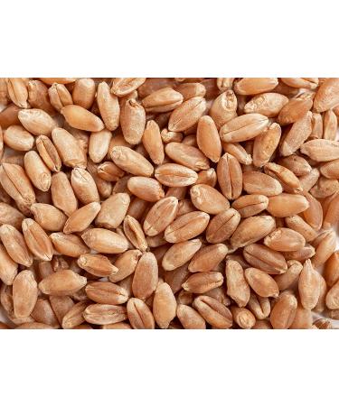 Organic USA-Grown Non-GMO Kosher Raw Spring Wheat Berries - 5 lbs - Buy Online on SooperMarket.com