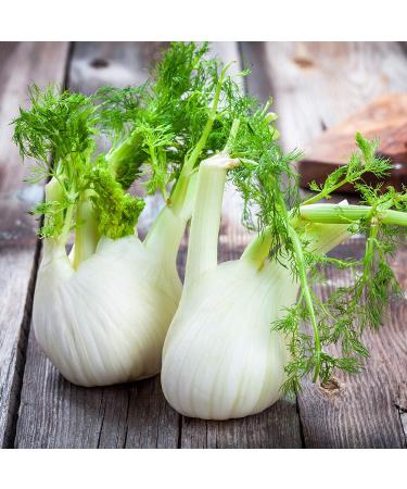 Outsidepride Fennel Herb Garden Plant - Bulb, Foliage & Seed for Cooking - 1oz - Buy Online on SooperMarket.com