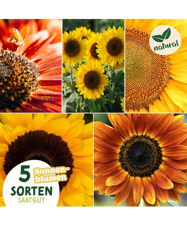valeaf Sunflower Starter Kit (Sunflowers) - Buy Online on SooperMarket.com