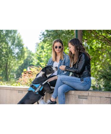 Buy K9 Powerharness Size L/1 in Aquamarine - Durable & Comfortable Dog Harness for All Breeds | International Shipping Available - Buy Online on SooperMarket.com