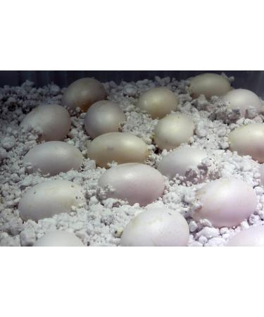 Buy Lucky Reptile HR-2 HatchRite 2L - Premium Breeding Substrate for Reptiles | Fast International Shipping - Buy Online on SooperMarket.com