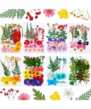 Nuanchu 200 Pieces Real Dried Pressed Flowers Resin Flowers for Resin Mold Real Daisy Dried Flower Leaves for Scrapbooking DIY Candle Accessories Jewelry Crafts Making