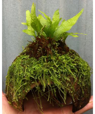 Java Fern + Java Moss Coconut Breeding Cave (Microsorium Pteropus Vesicularia Dubyana) Live Plants
