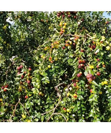Elim Farms Dried Jujube Dates 12 oz Pre-Washed Bag - 100% Natural Californian Chinese Korean Fruit - Buy Online on SooperMarket.com