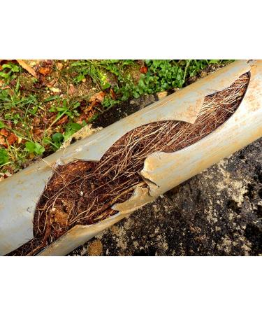 Zep Root Kill - 2 lbs (Case of 4) | ZROOT24 - Professional Strength Drain and Septic Care Formula - Buy Online on SooperMarket.com