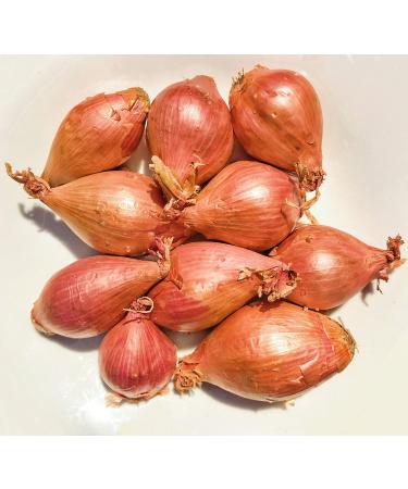 Kejora Shallots Bulbs (Jumbo Size) - 1/2 lb ( about 4-6 big bulbs ) Produce of USA -Not for Planting