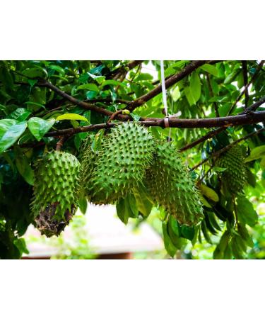 Dried Graviola Leaves Dried Soursop Tea Leaves Hojas de Guanabana 4 oz (113 G) - Buy Online on SooperMarket.com