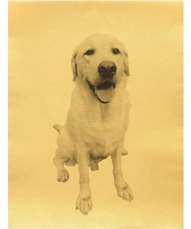 Quotidian Pale Gold Vellum Paper Sheets 8.5x11 inch 100gsm - Pack of 50 | Translucent Printable Tracing Paper for Sketching and Drawing - Buy Online on SooperMarket.com