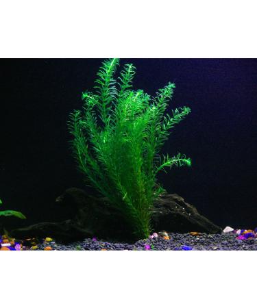 1 Anacharis Bunch - 4+ Stems | Egeria Densa - Beginner Tropical Live Aquarium Plant by Aquarium Plants & Pets
