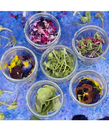 Edible Dried 'Enchanted' Flower Petal Cake Decorating Gift Set- 6 x 120ml Jars In Beautiful Presentation Box - Violas Pansies Cornflower Alyssum Pea Shoot Tendrils Nasturtium Leaves (464) - Buy Online on SooperMarket.com