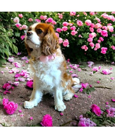 Moosh Silicone AirTag Holder for Dogs & Cats | Stylish Pink Pet Tracker Accessory - Buy Online on SooperMarket.com