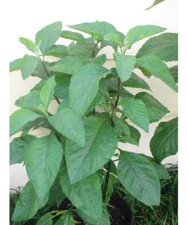 Bitter Leaf Plant - Vernonia amygdalina | Herbal Medicinal Benefits, Nutritional Value, Rich in Vitamins | Fresh Leafy Greens for Soup, Stew, Tea, Salad, Juice - Buy Online on SooperMarket.com