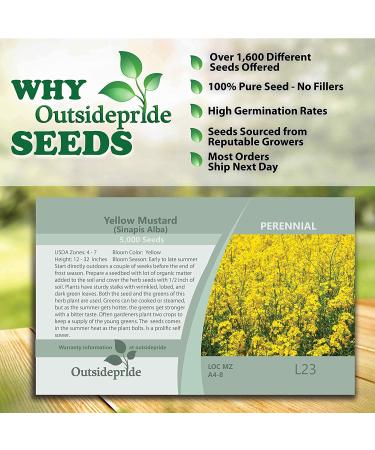 Sinapis Alba Yellow Mustard Herb Garden Seeds - 5000 Seeds for Culinary Spice & Flavoring - Buy Online on SooperMarket.com