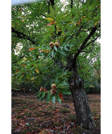 Organic Roasted Chestnut Pouches from Ardeche - Pack of 12, 3.5 oz - Ready-to-Eat Whole Chestnuts from France - Buy Online on SooperMarket.com