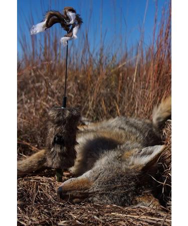 MOJO Outdoors Critter Predator Decoy - Ideal for Coyote and Bobcat Hunting, Varmint Hunting - Tail, Rabbit Decoy - Buy Online on SooperMarket.com