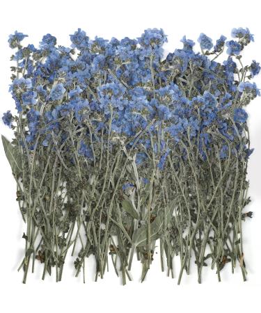 50 Pcs Natural Forget Me Not Pressed Dried Flowers Blue Don't Forget Me Dried Flower Real Dried Flowers for Resin Jewelry Candle Card Making Nail Art Flowers DIY Home Decoration