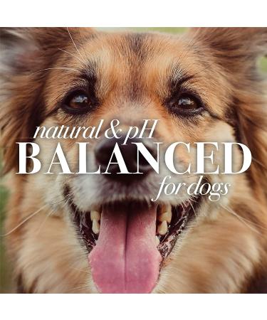 Burt's Bees Dog Itch Soothing Shampoo & Spray - Honeysuckle, 16 oz | Anti-Itch Pet Grooming Supplies - Buy Online on SooperMarket.com