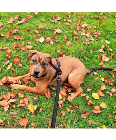 Toozey 5m Rubberized Dog Leash for Small to Large Dogs - Durable Black Drag Line with Hand Loop & Storage Bag - Buy Online on SooperMarket.com
