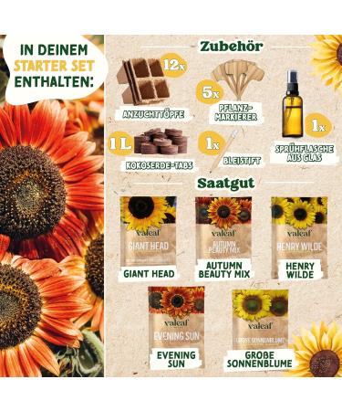 valeaf Sunflower Starter Kit (Sunflowers) - Buy Online on SooperMarket.com