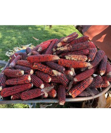 Jimmy Red Moonshine Grits Premium Heirloom Corn Seed Packet - Buy Online on SooperMarket.com