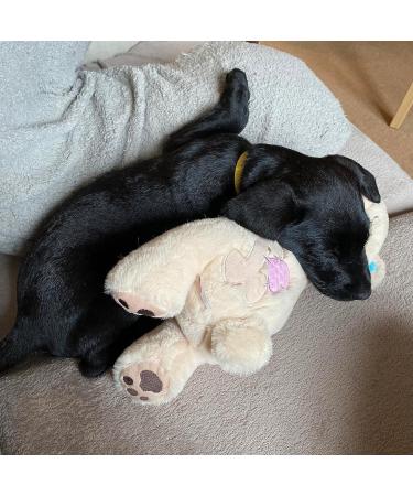 Pet Prime Snuggle Bear - Heartbeat Plush Toy for Cats and Dogs - Comfort Toy in Beige - Buy Online on SooperMarket.com