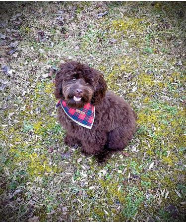 Lionet Paws Dog Bandana Headscarves - Triangular Scarf for Small Medium & Large Dogs - Red & Green Checked (Pack of 1) - Buy Online on SooperMarket.com