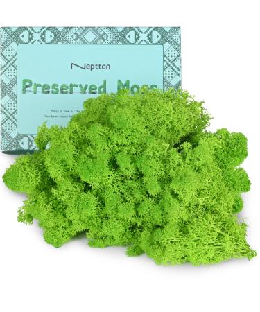 Neptten Preserved Moss, Moss for Fairy Garden, You can use Our Moss as Decor Anywhere! The Ideas and Creativity for Our Product is Limitless!(Chartreuse,3OZ) 3 OZ Chartreuse