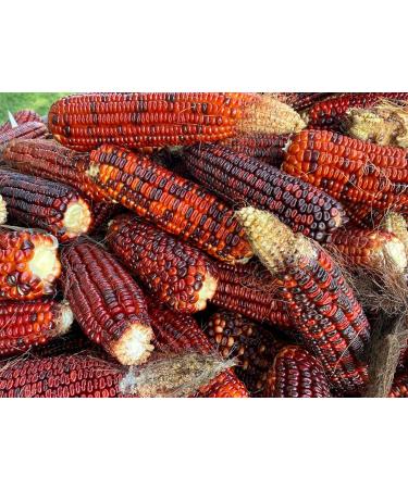 Jimmy Red Moonshine Grits Premium Heirloom Corn Seed Packet - Buy Online on SooperMarket.com