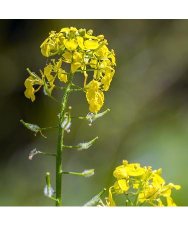 Sinapis Alba Yellow Mustard Herb Garden Seeds - 5000 Seeds for Culinary Spice & Flavoring - Buy Online on SooperMarket.com