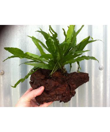 Dennerle Java Fern Growing on Bogwood Small bogwood 6" approx live plants