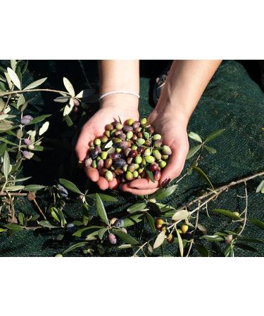 Bio Balsamic Vinegar & Cold-Pressed Extra Virgin Olive Oil - Greek Salad Dressing | 250ml Each by Aristos - Buy Online on SooperMarket.com