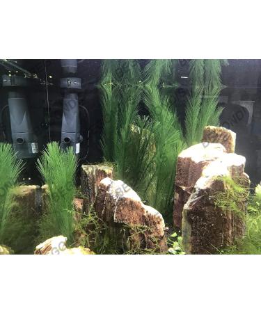 Begondis Artificial Aquarium Plants - Silk Green Aquatic Decor Safe for Fish & Pets (18cm) - International Shipping Available - Buy Online on SooperMarket.com