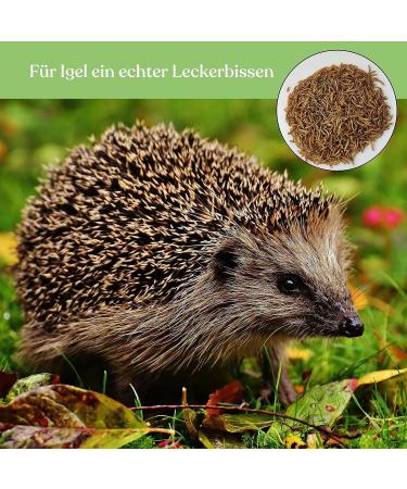 Blumixx Jan-Pet Premium Mealworms 2kg - Dried Bird Feed for Wild Birds Hedgehogs Squirrels Hamsters & Fish | All-Year Nutrition - Buy Online on SooperMarket.com