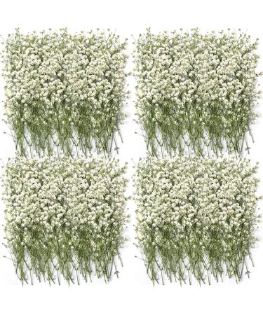 200 Pcs Dried Babys Breath Flowers Bulk Ivory White Babys Breath Natural Gypsophila Dried Flowers Real Pressed Flowers for Wedding Christmas Resin Art Craft DIY Invitations Card Making