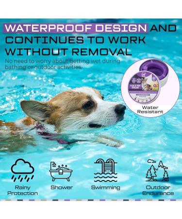 Dog Repellent Treatment Dog Repellent Collars Adjustable Small-Medium-Large Dog Repellent Collar Natural Repellent Collar for Dogs Waterproof Reflective Dog Repellent (Single Pack Purple) Single Pack Dog Purple - Buy Online on SooperMarket.com