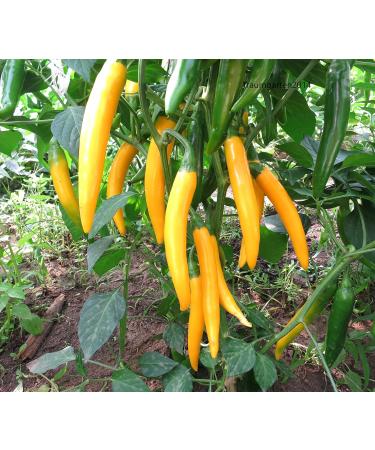 Chili Set: 20 Unique Varieties of Hot & Spicy Pepper Seeds - Worldwide Shipping - Buy Online on SooperMarket.com