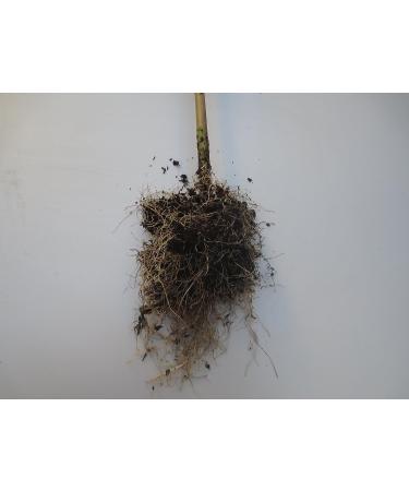 Bitter Leaf Plant - Vernonia amygdalina | Herbal Medicinal Benefits, Nutritional Value, Rich in Vitamins | Fresh Leafy Greens for Soup, Stew, Tea, Salad, Juice - Buy Online on SooperMarket.com