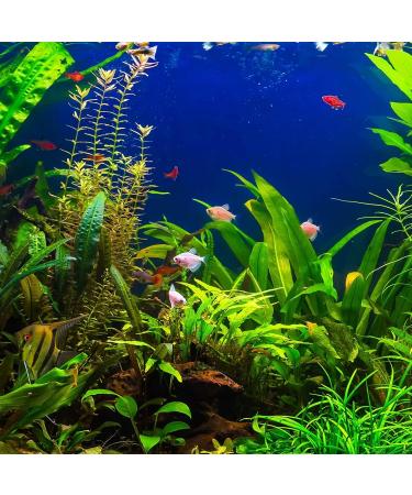 King British Test Strips 6 in 1 for Aquariums and Ponds - Buy Online on SooperMarket.com