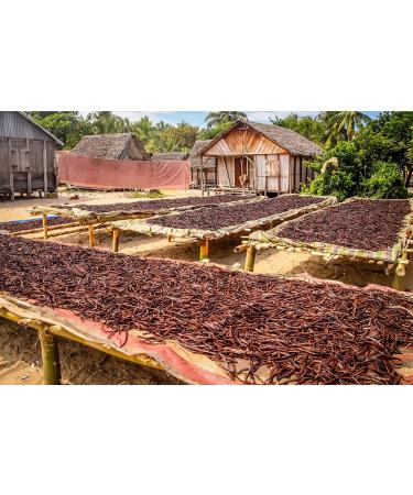 Vanilla Beans - Grade B Pods for Baking, Brewing, Cooking - (Tahitian) 10 Count - Buy Online on SooperMarket.com