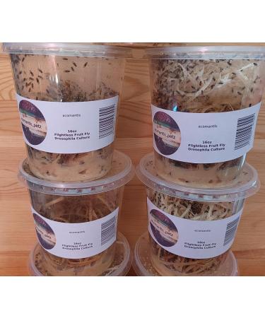 acomantis 16oz tub Flightless Fruit Flies (Drosophila Culture) Live Food - Buy Online on SooperMarket.com
