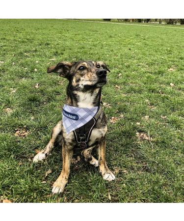 Printplanet Dog Halen - Personalized Neck Towel for Dogs | Caromatic Pattern - White & Blue - Size S - Buy Online on SooperMarket.com