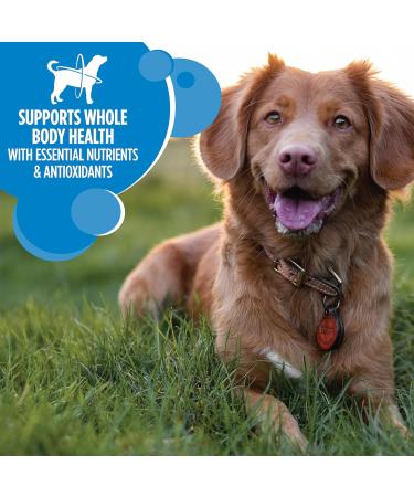 IAMS Proactive Health Minichunks Dog Food Dry Adult Chicken & Whole Grains Recipe + IAMS Proactive Health Healthy Weight Dog Food Dry Adult Chicken 6.8 kg (Pack of 1) Adult - Mini Chunks + Dry Dog Food - Buy Online on SooperMarket.com