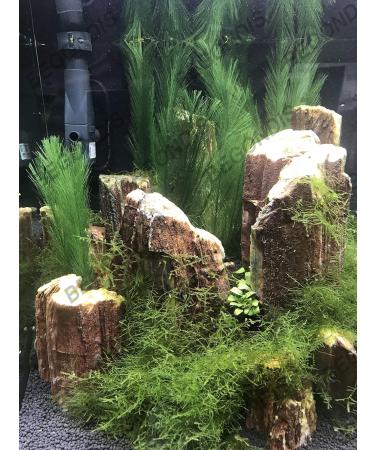 Begondis Aquarium Decorations - Artificial Green Aquatic Plants | Safe Silk & Plastic Plants for Fish & Pets | 30cm - Buy Online on SooperMarket.com