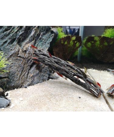 Proximus N1 Cholla Wood aquarium decoration for aquascape shrimp tank fish fry