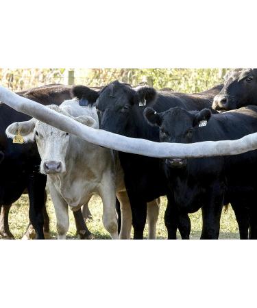 Prozap Bovi-Rub 10' White Backrubber - Effective Cattle Fly Control - Buy Online on SooperMarket.com