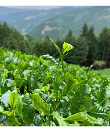 Japanese Kabusecha Green Tea "Hikari" - Fine Product Award by Nihoncha Award - 100% Japanese Green Tea by CHILL TEA Tokyo - First Flush Loose Leaf - Deep Umami - 60g - Buy Online on SooperMarket.com