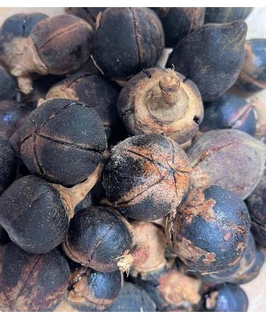 GORONTULA Fruit Azanza Garckeana Organic Sweet Silky Snot Apple Kayamata Various sizes12 Pieces - Buy Online on SooperMarket.com