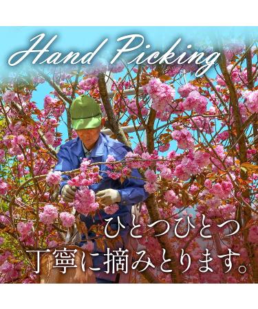 Sakura Cherry Blossom Powder - YAMASAN Japanese Drinks & Food, Spring Mix 1.4oz (40g) - Buy Online on SooperMarket.com
